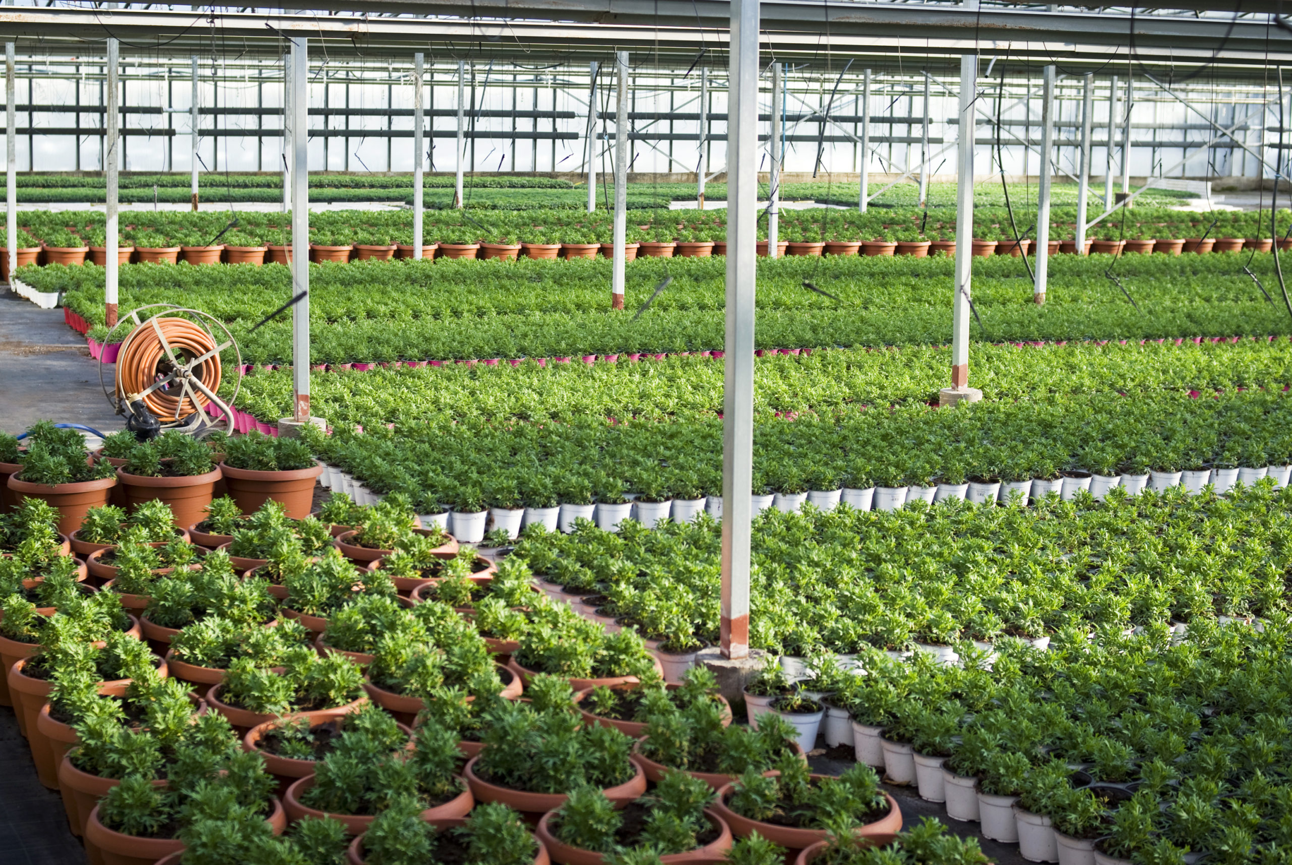 The,Young,Plants,Growing,In,A,Greenhouse